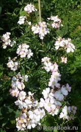 Robe Fleurie Robe Fleurie