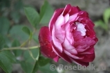 Belle de Segosa® Belle de Segosa®
