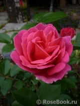 Generation Jardin Generation Jardin