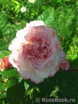Augusta Luise Augusta Luise