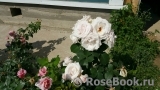 Rosa Belmonte Rosa Belmonte