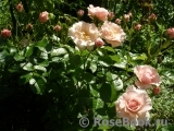 Twiggy’s Rose Twiggy’s Rose