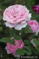 Henri le Sidaner® Henri le Sidaner®