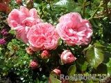Home & Garden Home & Garden
