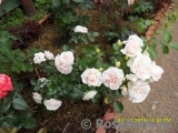 Aspirin Rose Aspirin Rose