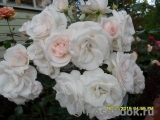 Aspirin Rose Aspirin Rose