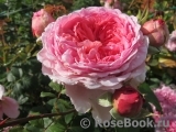 Princess Alexandra of Kent Princess Alexandra of Kent