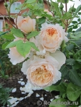 Crocus Rose® Crocus Rose®