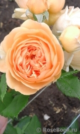 Crown Princess Margareta® Crown Princess Margareta®