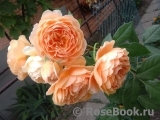 Crown Princess Margareta® Crown Princess Margareta®