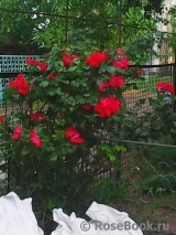 Robusta Robusta
