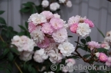 Guirlande Rose Guirlande Rose