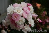 Guirlande Rose Guirlande Rose