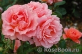 Sweet Fragrance Sweet Fragrance