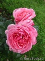 Kolner Flora Kolner Flora