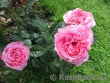 Kolner Flora Kolner Flora