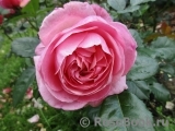 Kolner Flora Kolner Flora