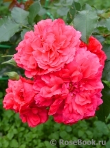 Rosarium Uetersen Rosarium Uetersen