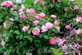 Mary Rose Mary Rose