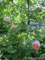 Strawberry Hill Strawberry Hill