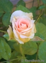 Cesar Cesar