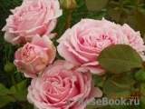 Frederic Mistral® Frederic Mistral®