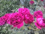 Darcey Bussell Darcey Bussell
