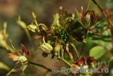 Viridiflora Viridiflora