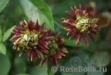 Viridiflora Viridiflora