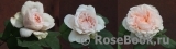 Claire Rose Claire Rose