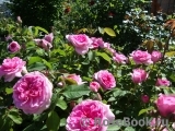 Gertrude Jekyll Gertrude Jekyll