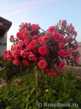 Rosarium Uetersen Rosarium Uetersen
