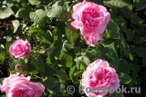 Gertrude Jekyll Gertrude Jekyll