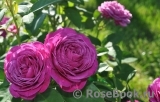 Heidi Klum Rose Heidi Klum Rose