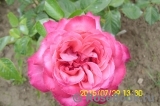Rose Gaujard Rose Gaujard