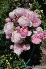 Hans Gonewein Rose Hans Gonewein Rose