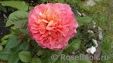 Augusta Luise Augusta Luise