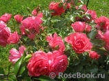 Rosarium Uetersen Rosarium Uetersen