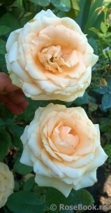 Peach Avalanche+ Peach Avalanche+