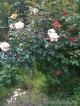 Sangerhauser Jubilaumsrose Sangerhauser Jubilaumsrose