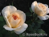 Crocus Rose® Crocus Rose®