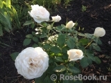 Crocus Rose® Crocus Rose®
