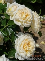 Cream Abundance Cream Abundance