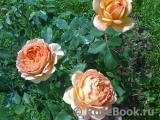Lady of Shalott Lady of Shalott