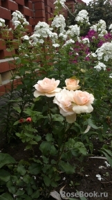 Johann Strauss Johann Strauss