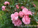 Home & Garden Home & Garden