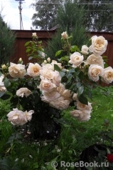 Lions Rose Lions Rose