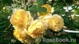 Crown Princess Margareta® Crown Princess Margareta®