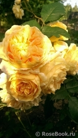 Crown Princess Margareta® Crown Princess Margareta®