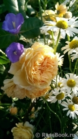 Crown Princess Margareta® Crown Princess Margareta®